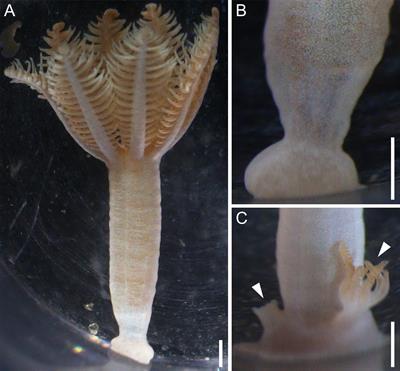 Xenia umbellata (Octocorallia): A novel model organism for studying octocoral regeneration ability